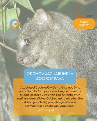 🎉 Gratulujeme Zoo Ostrava k úspěšnému odchovu mláďat jaguarundi! 🐾 Takové zprávy nám vždy udělají radost – každý podobný...