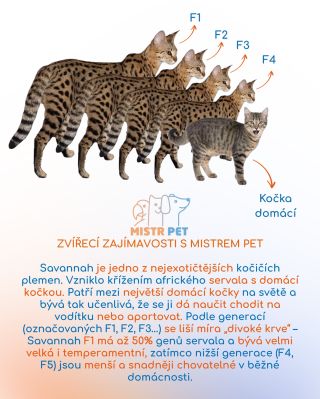 Co takhle maličká šelma přímo u vás doma? 🐆🐾 Savannah kočky jsou krásné, elegantní a pořád mají v sobě kus divočiny....