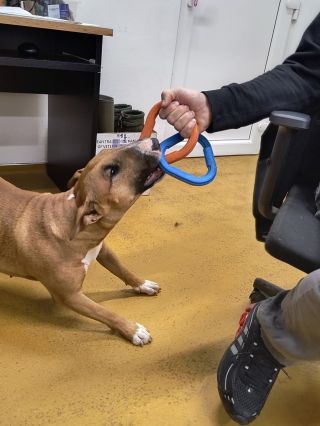 „Jupí! 🎉 Konečně jsme objevili hračku, která vydrží i pořádným bulíčkům!“ https://www.mistrpet.cz/chuckit-ultra-links/...