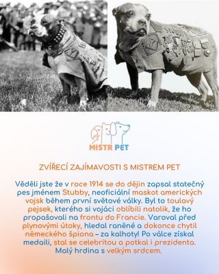 Máme tu další zvířecí zajímavost! 🐾 Tentokrát o Sergeantu Stubbym, malém voříškovi s obrovským srdcem, který se stal...