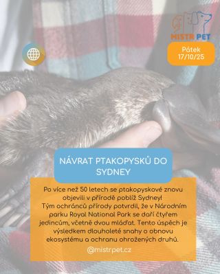 🌍💚 Vždy nás těší, když se můžeme podělit o takové radostné zprávy ze světa zvířat! Po více než půlstoletí se ptakopyskové...