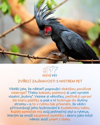 🎵 Kdo řekl, že jen lidé mají talent na hudbu? 😍 Papoušci jsou důkazem, že i příroda má své muzikanty! 🥁 ❤️ Dej like, pokud...