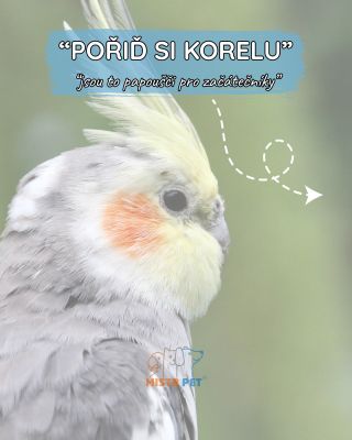 Mnoho lidí si myslí, že malý papoušek = snadný papoušek. 🐥 Ale to je omyl. Každý papoušek, bez ohledu na velikost nebo...